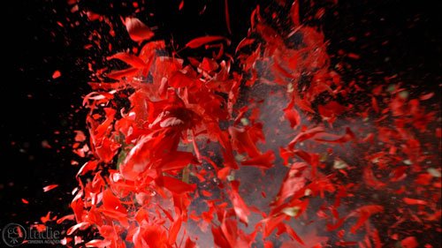 Bullet Through Frozen Red Flower At High Speed (CS001)